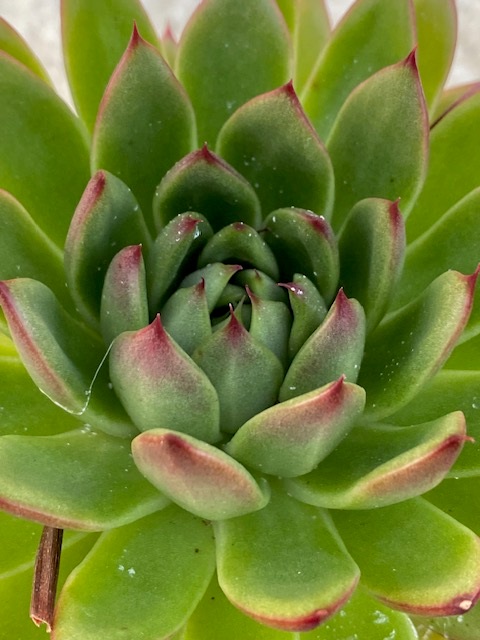Echeveria calderoniae - 2