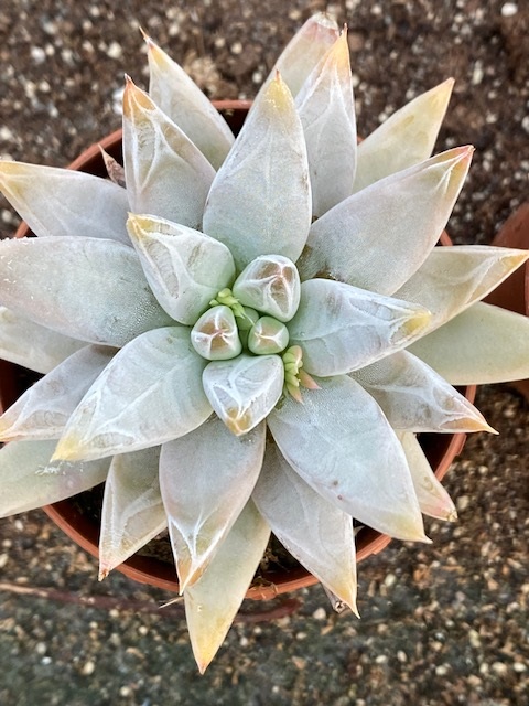 Echeveria tolimanensis