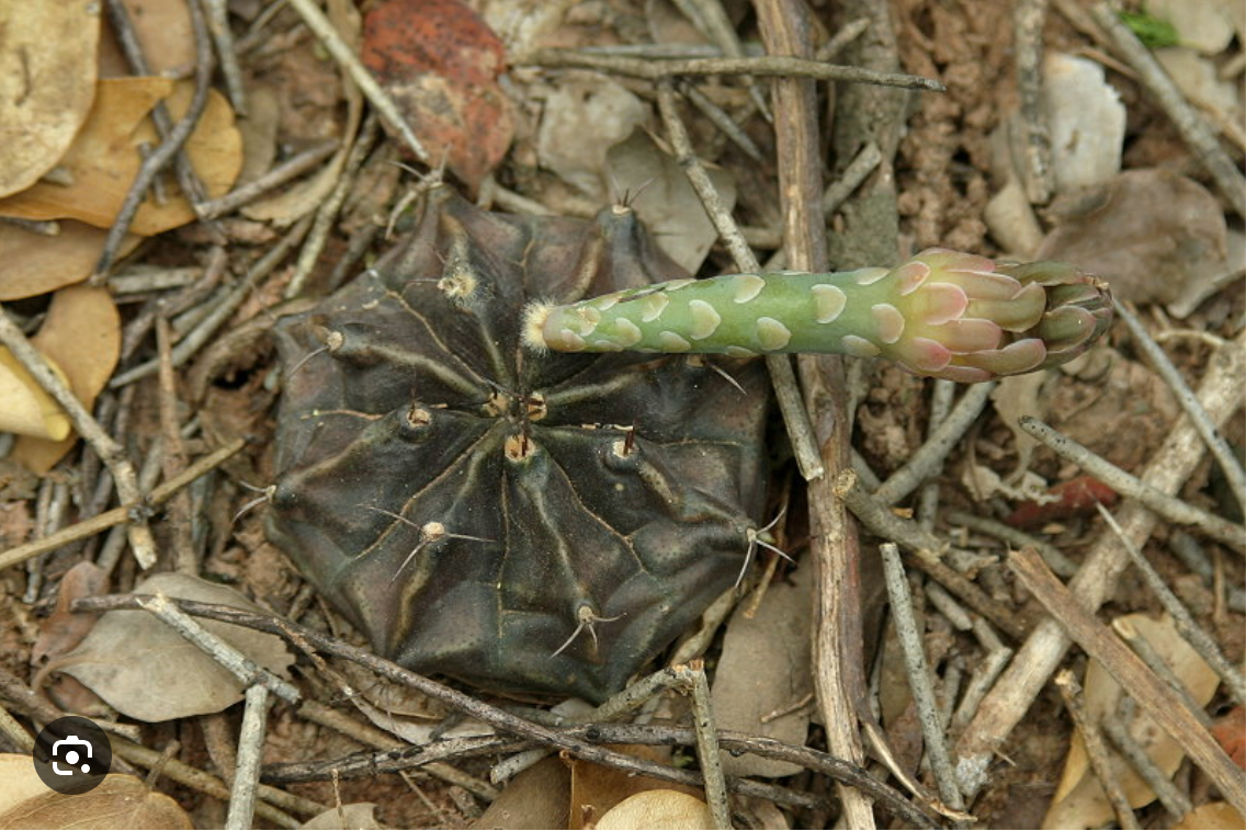 Gymnocalycium mihanovichii VOS 280