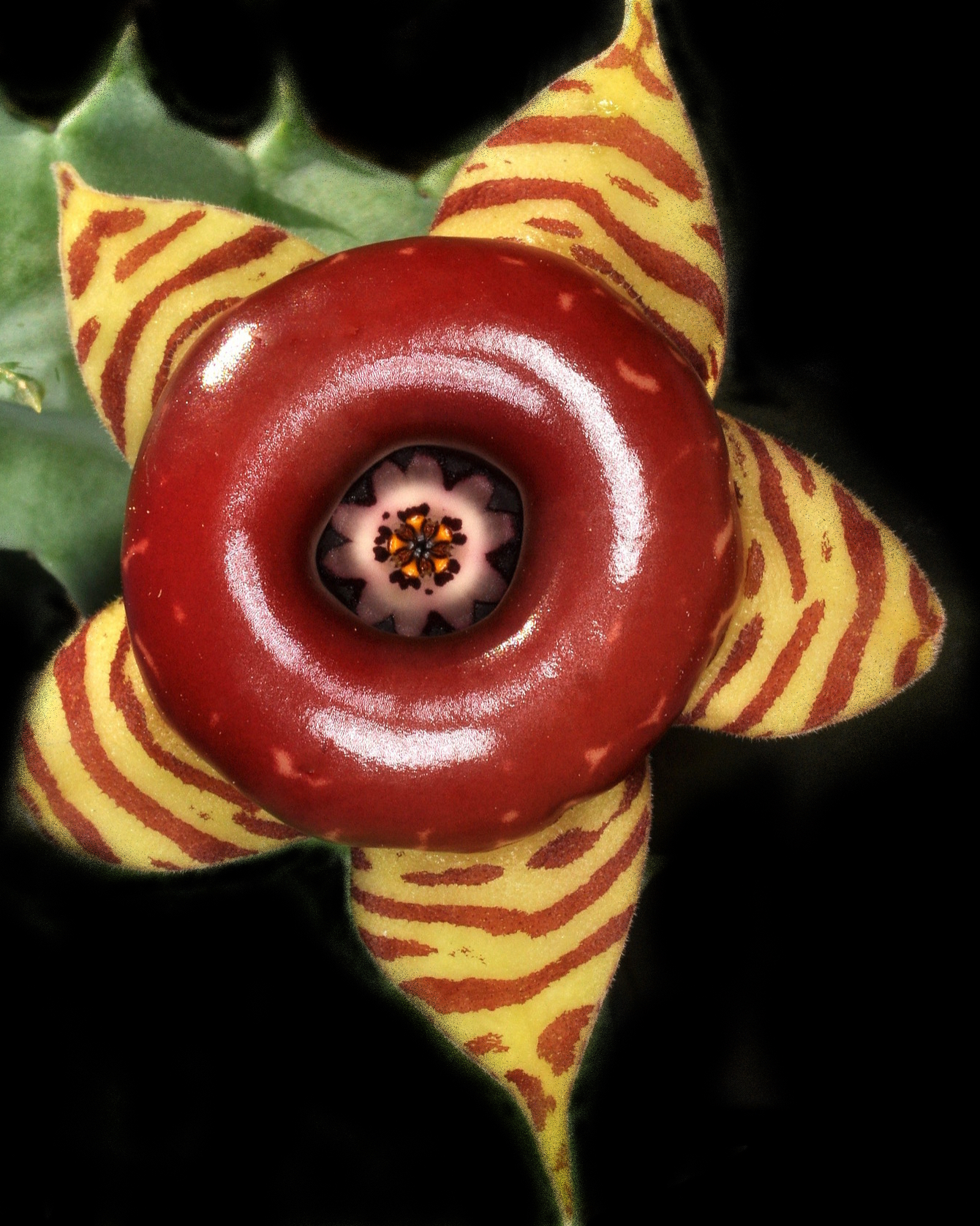 Huernia zebrina