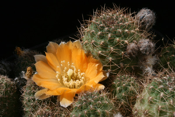 Rebutia einsteinii MN 106 (La Cuevas, 3900-3950m, Arg)