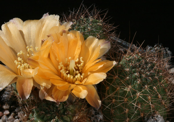 Rebutia einsteinii 'atrospinosa' J 189