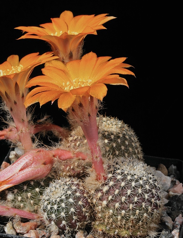 Rebutia einsteinii v. aureiflora 'elegans' WR 680 (Yacones, Arg)
