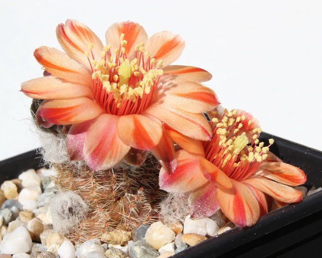 Rebutia einsteinii v. MN 171a (Iturbe, Arg) - 2