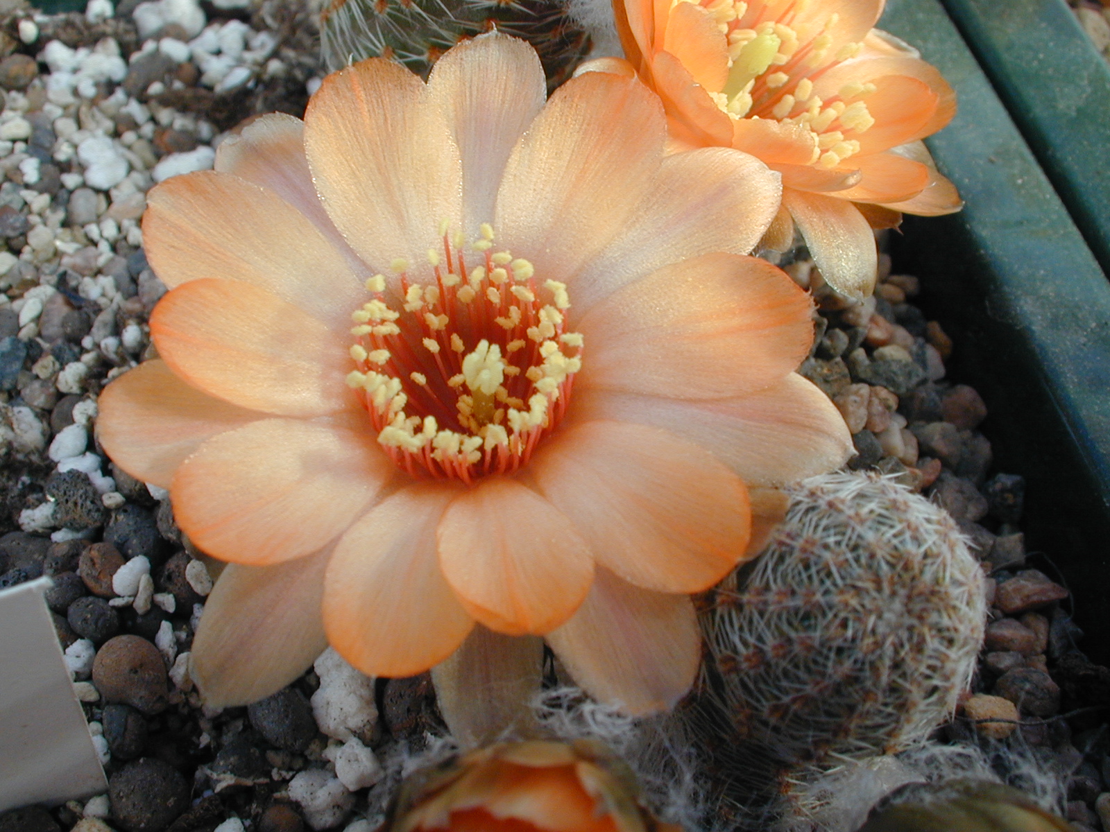 Rebutia einsteinii v. MN 171a (Iturbe, Arg)