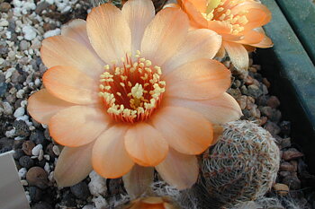 Rebutia einsteinii v. MN 171a (Iturbe, Arg)