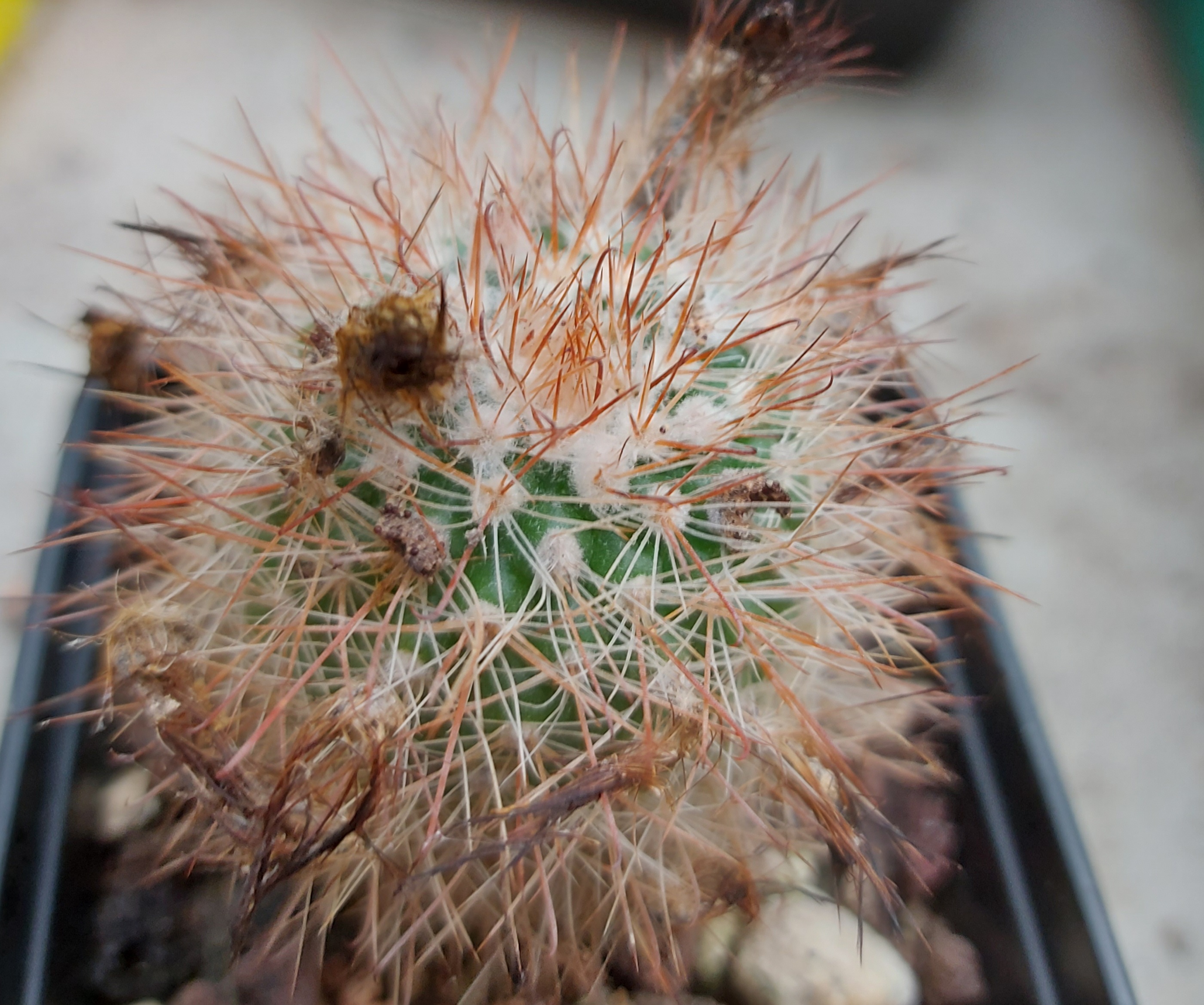 Parodia belenensis ME 19 (El Eje, Hualfin, Arg)
