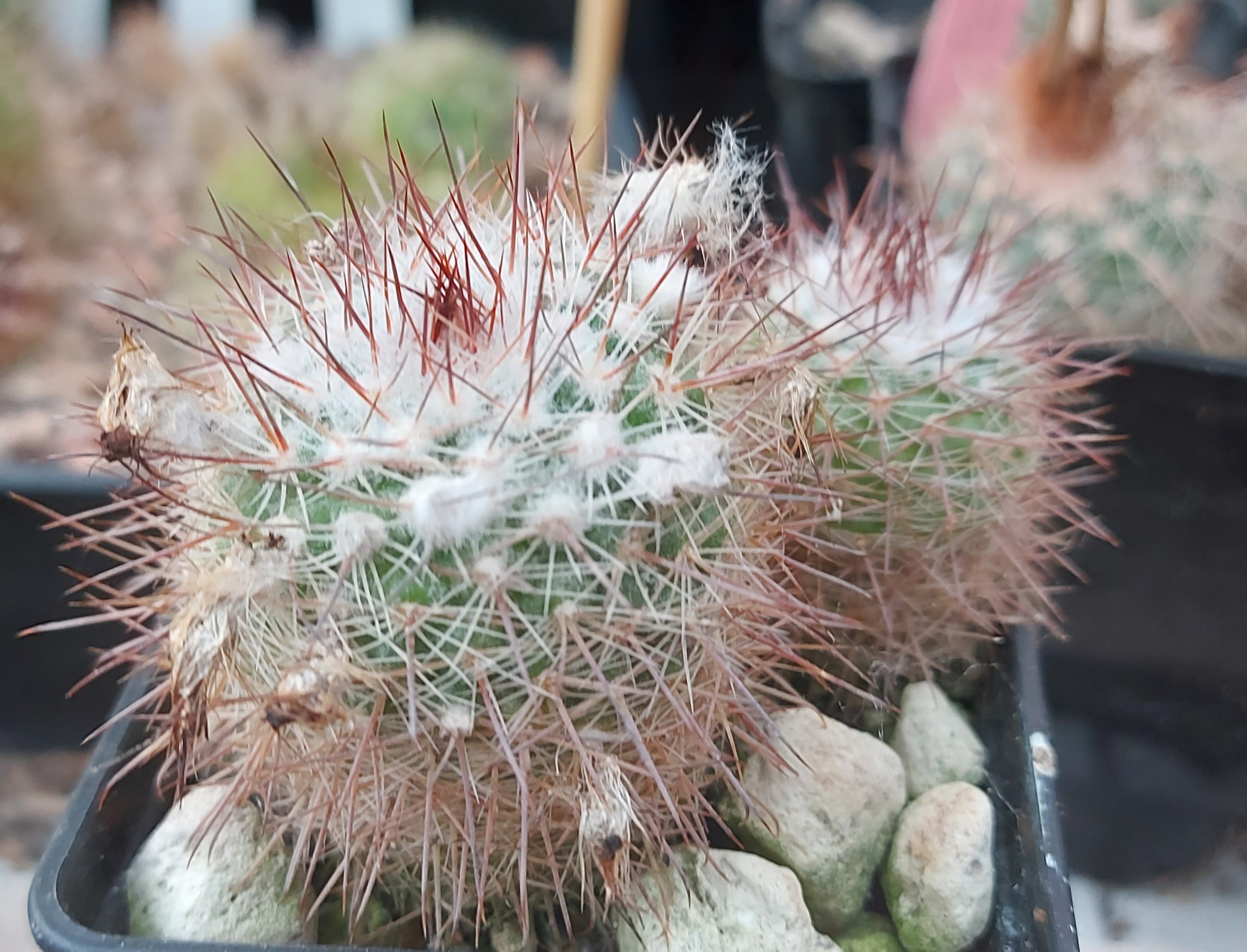 Parodia mesembrina ME 5 (Ambil)