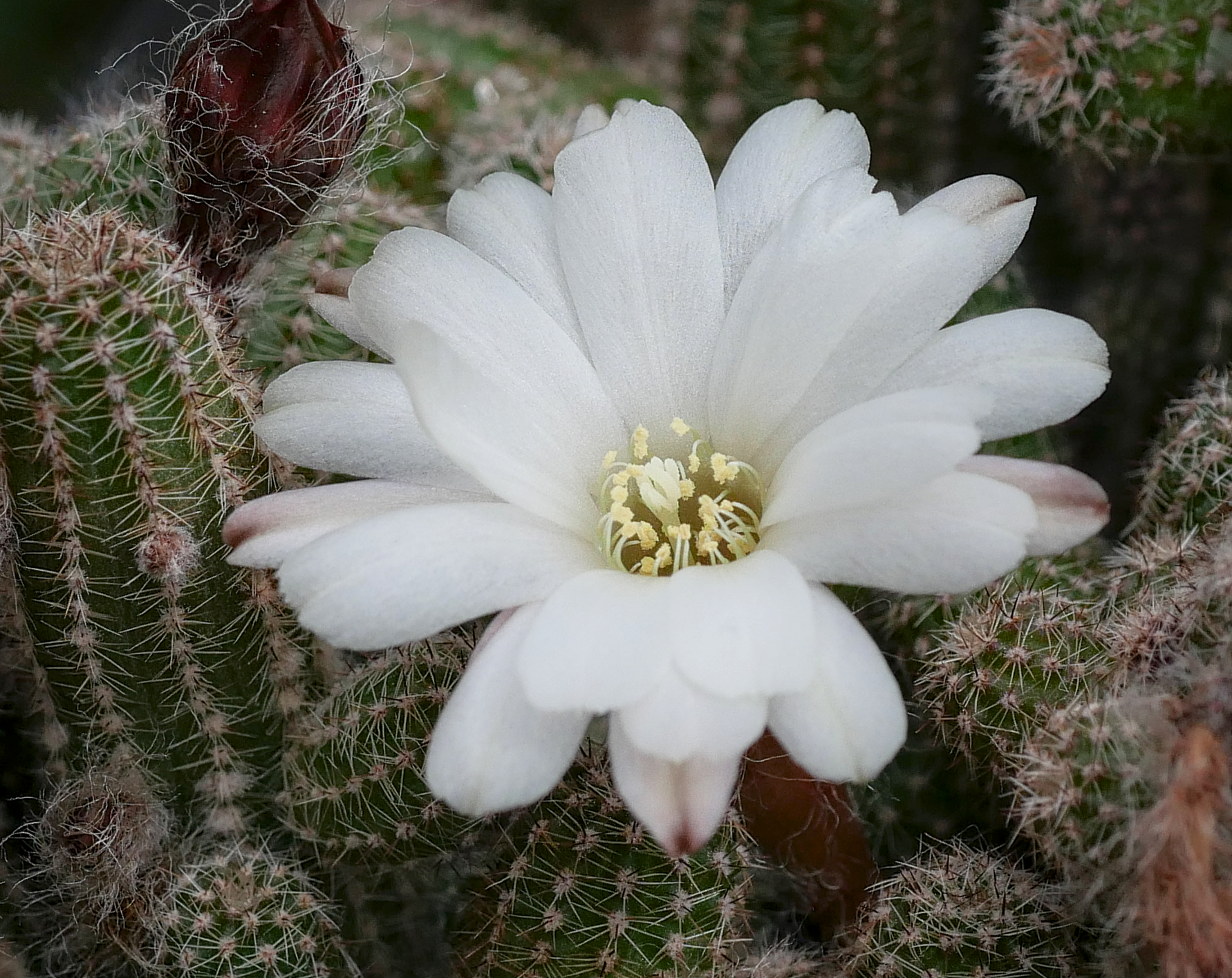 [PLANT/PFLANZE] Chamaecereus cv. Westfield alba