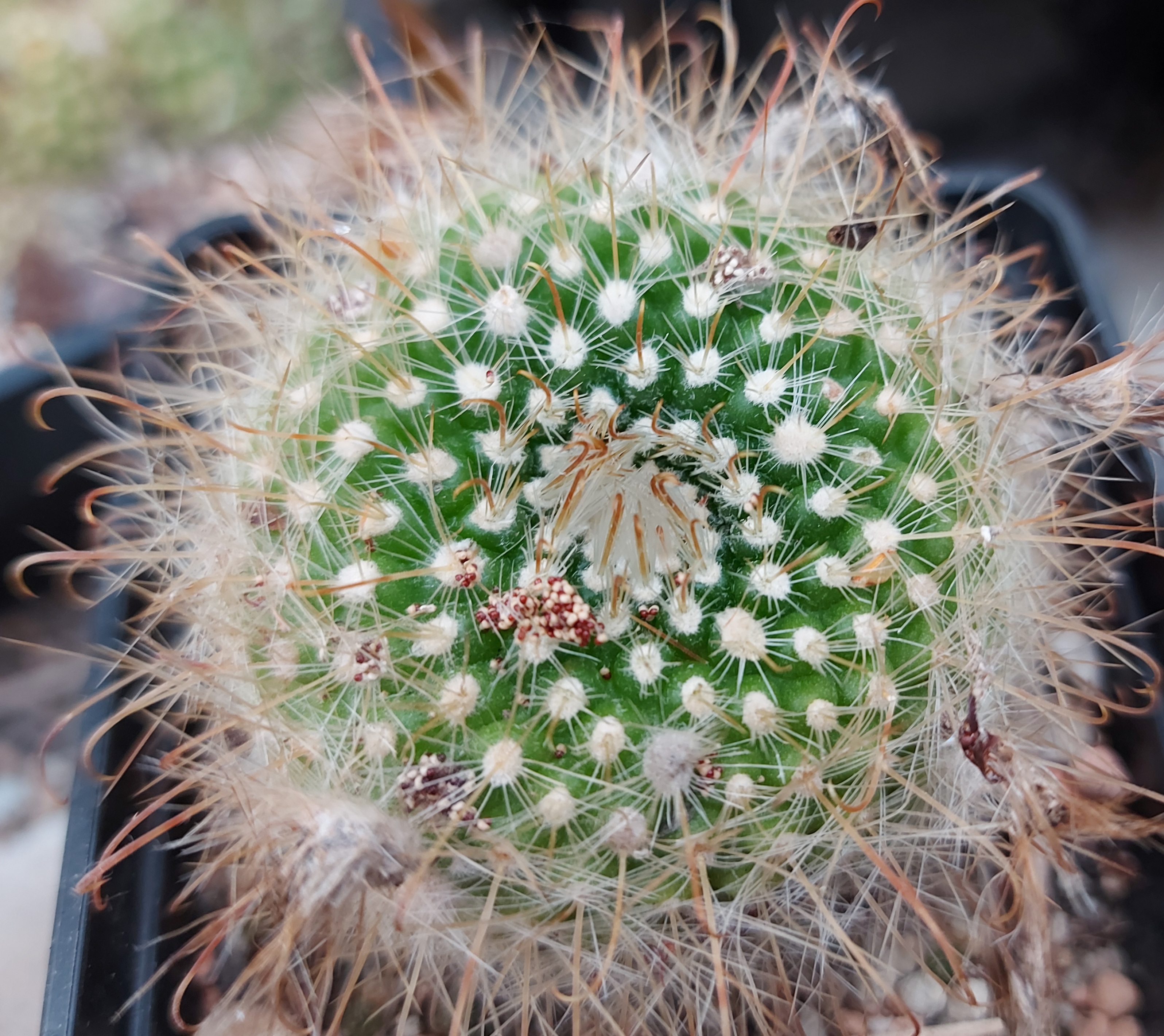 Parodia weberiana MU 353
