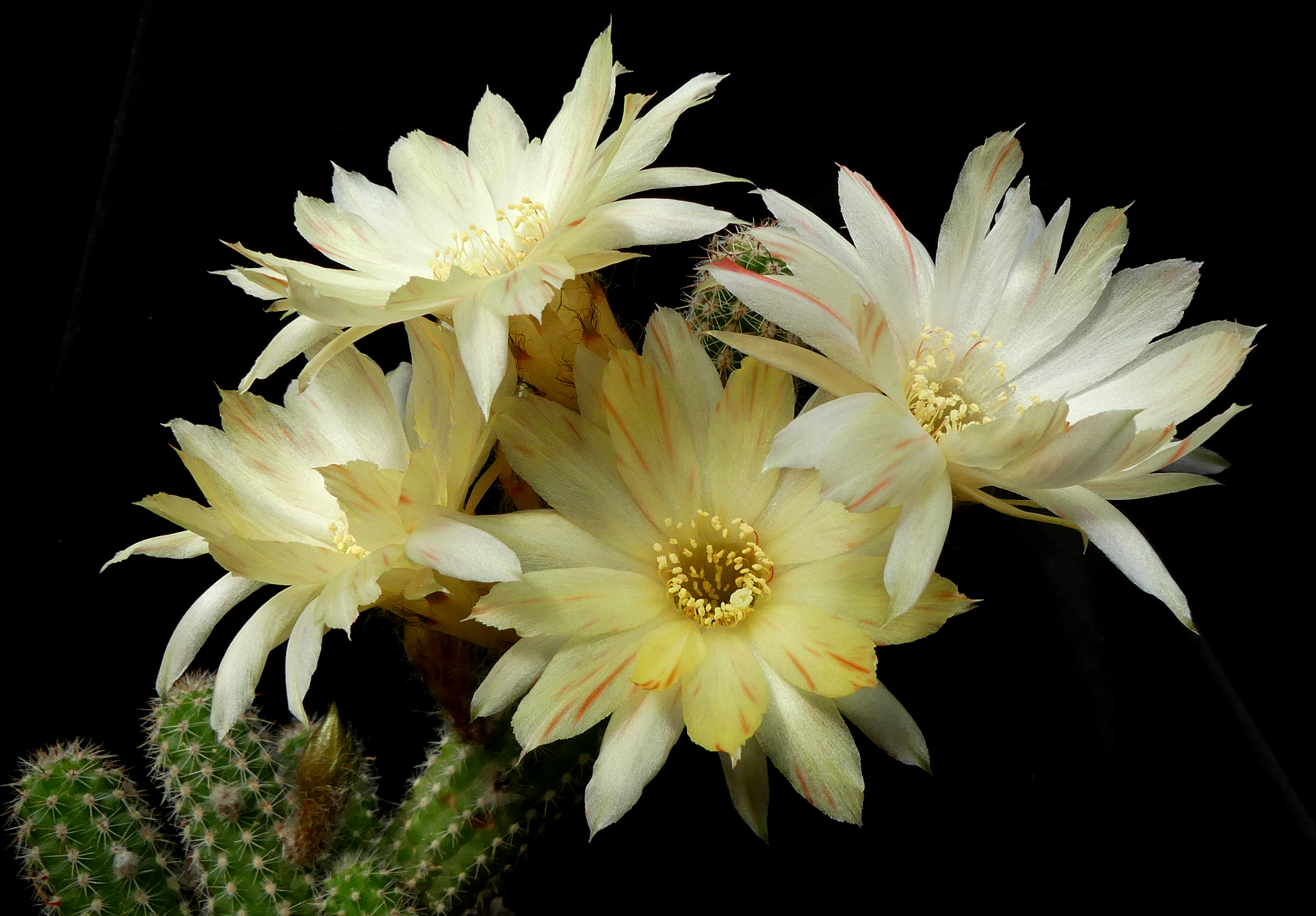 [PLANT/PFLANZE] Chamaecereus cv. Arlequin