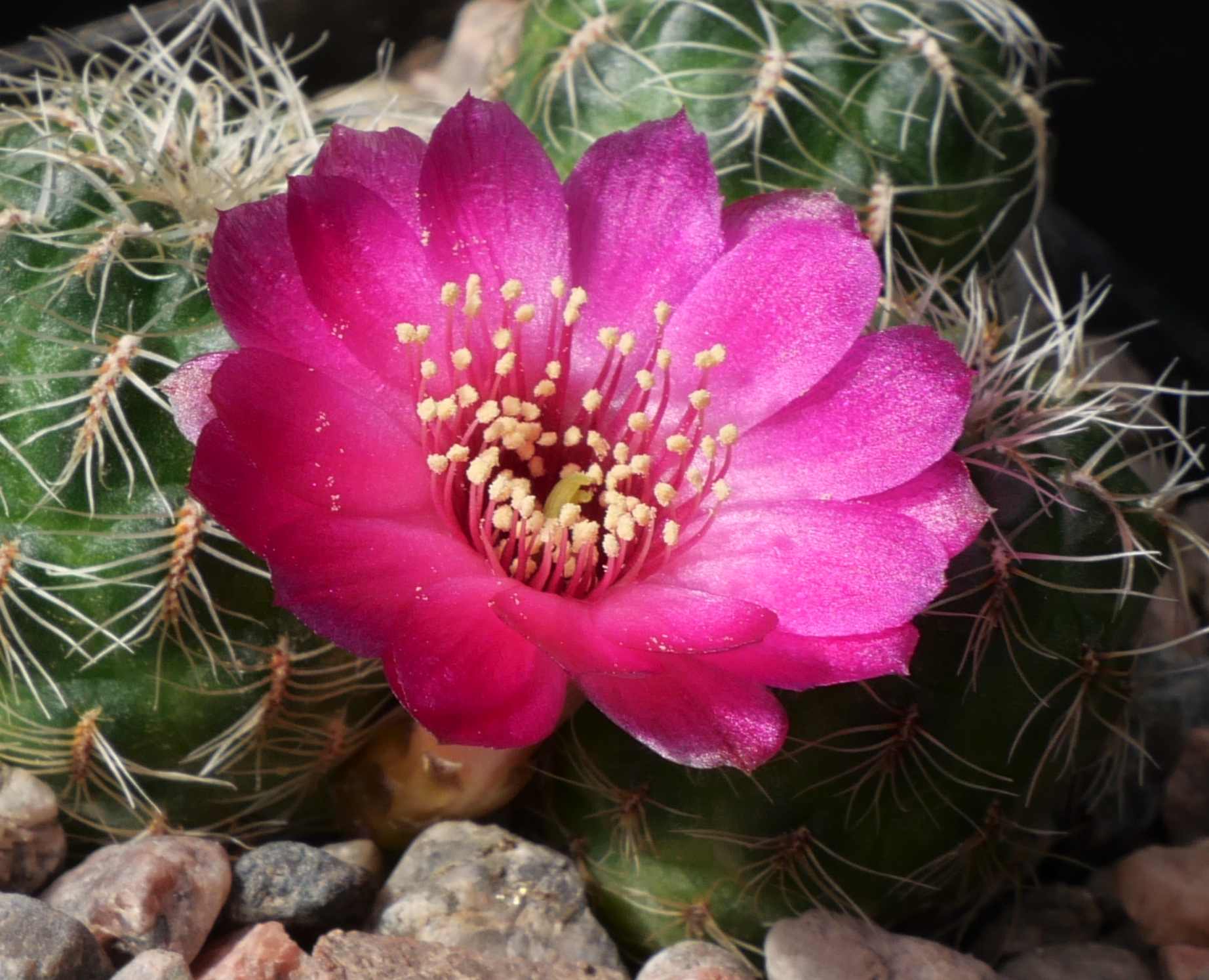 Sulcorebutia tarabucoensis MN 725 (N Cantargallo, 3480m, Bol)