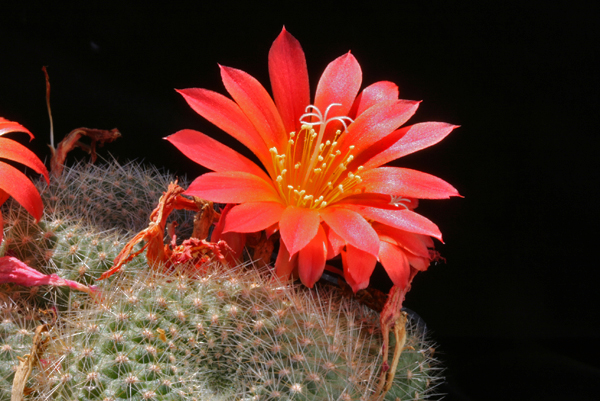 Rebutia minuscula 'grandiflora' W 63