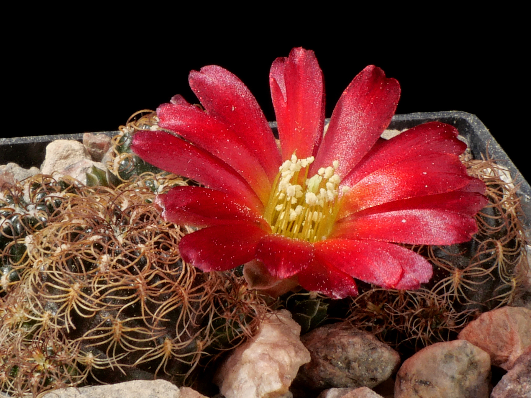 [PLANT/PFLANZE] Sulcorebutia tarijensis ssp. pilayensis MN 760