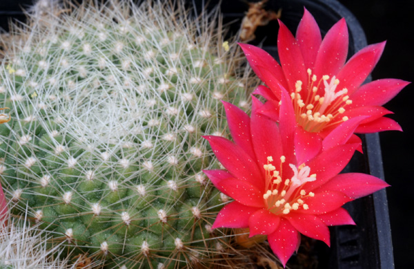 Rebutia minuscula 'senilis' WR 661 (San Martin, Escoipe, Arg)
