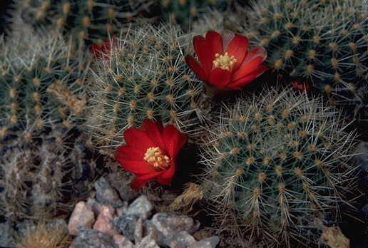 Rebutia nigricans v. carmeniana MN 131 (Santa Ana, Arg)