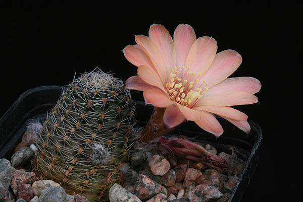 Rebutia pygmaea MN 150 (Santa Ana-Caspala, Arg)