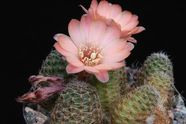 Rebutia pygmaea MN 162 (Tilcara, Arg)