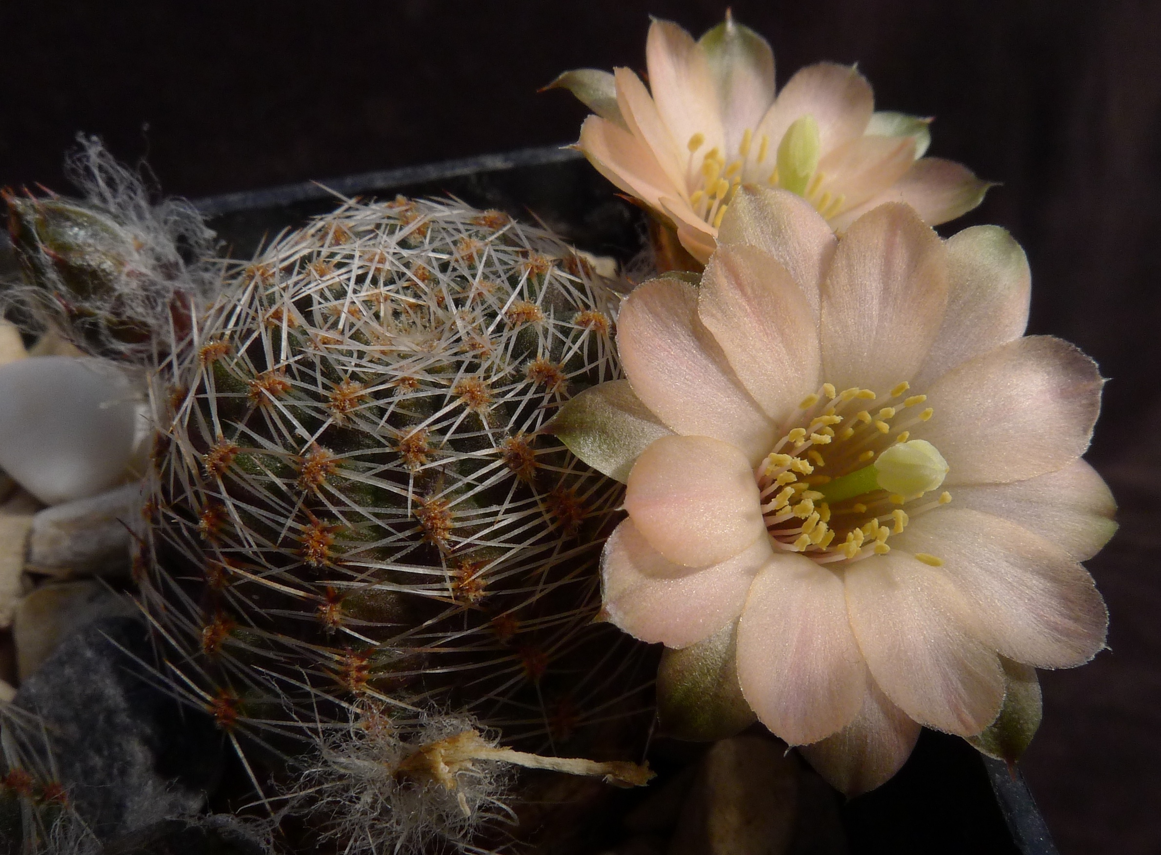 Rebutia pygmaea MN 168 (Iturbe, Arg)