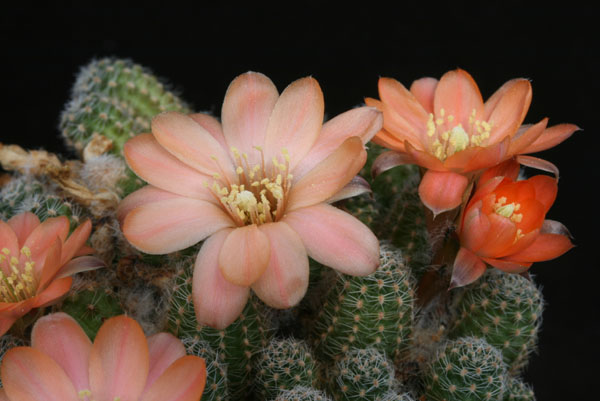 Rebutia pygmaea MN 224 (Iturbe-Iruya, Arg)