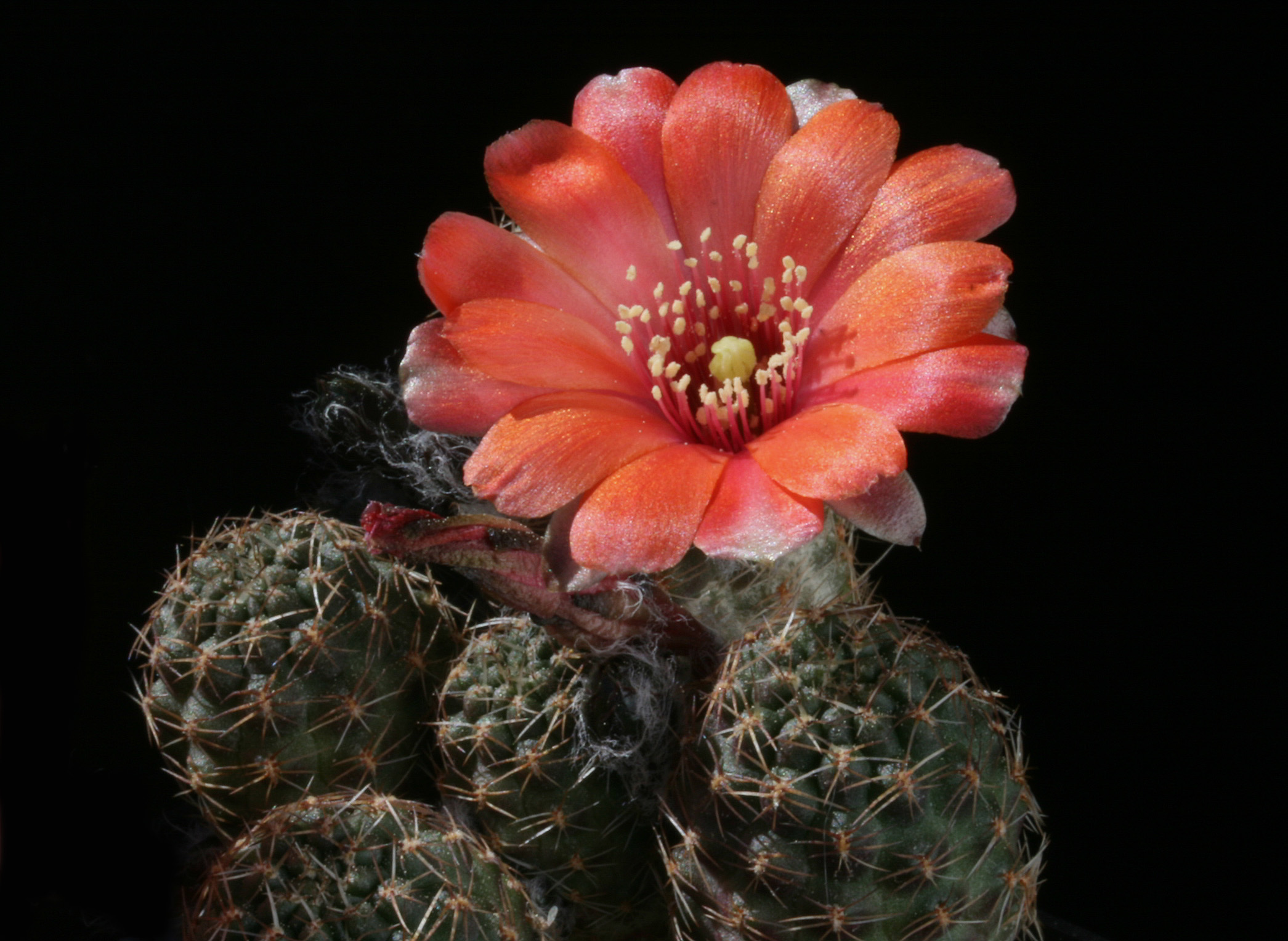 Rebutia pygmaea MN 229 (Iruya-Condor, 3650m, Arg)