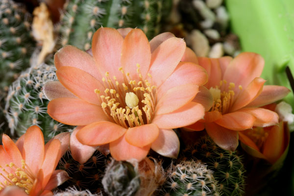 Rebutia pygmaea MN 257 (SE Iruya, 3800m, Arg)