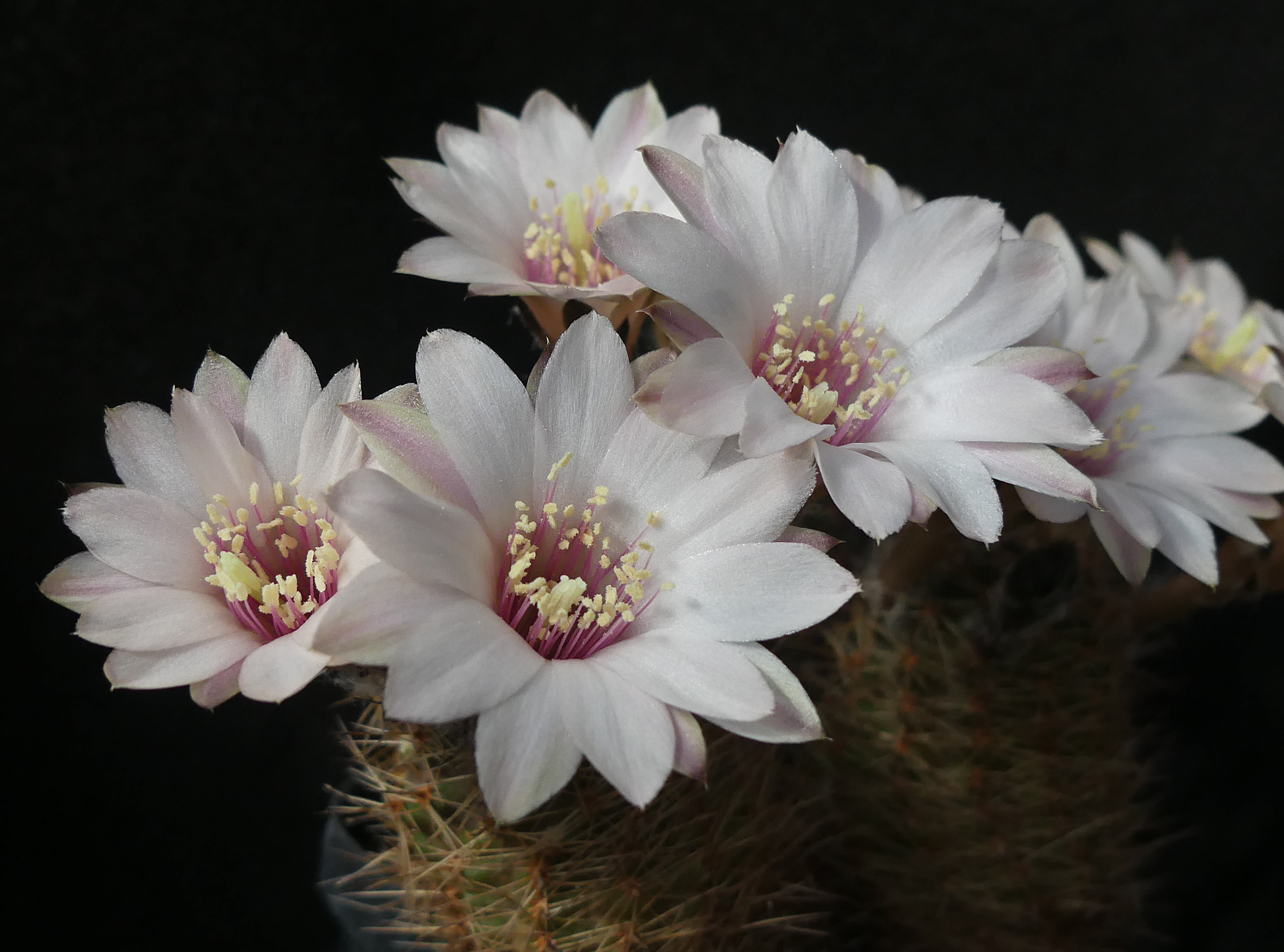 Rebutia pygmaea 'haagei' v. eos RH 326 (Mal Paso, 3700m, Bol)