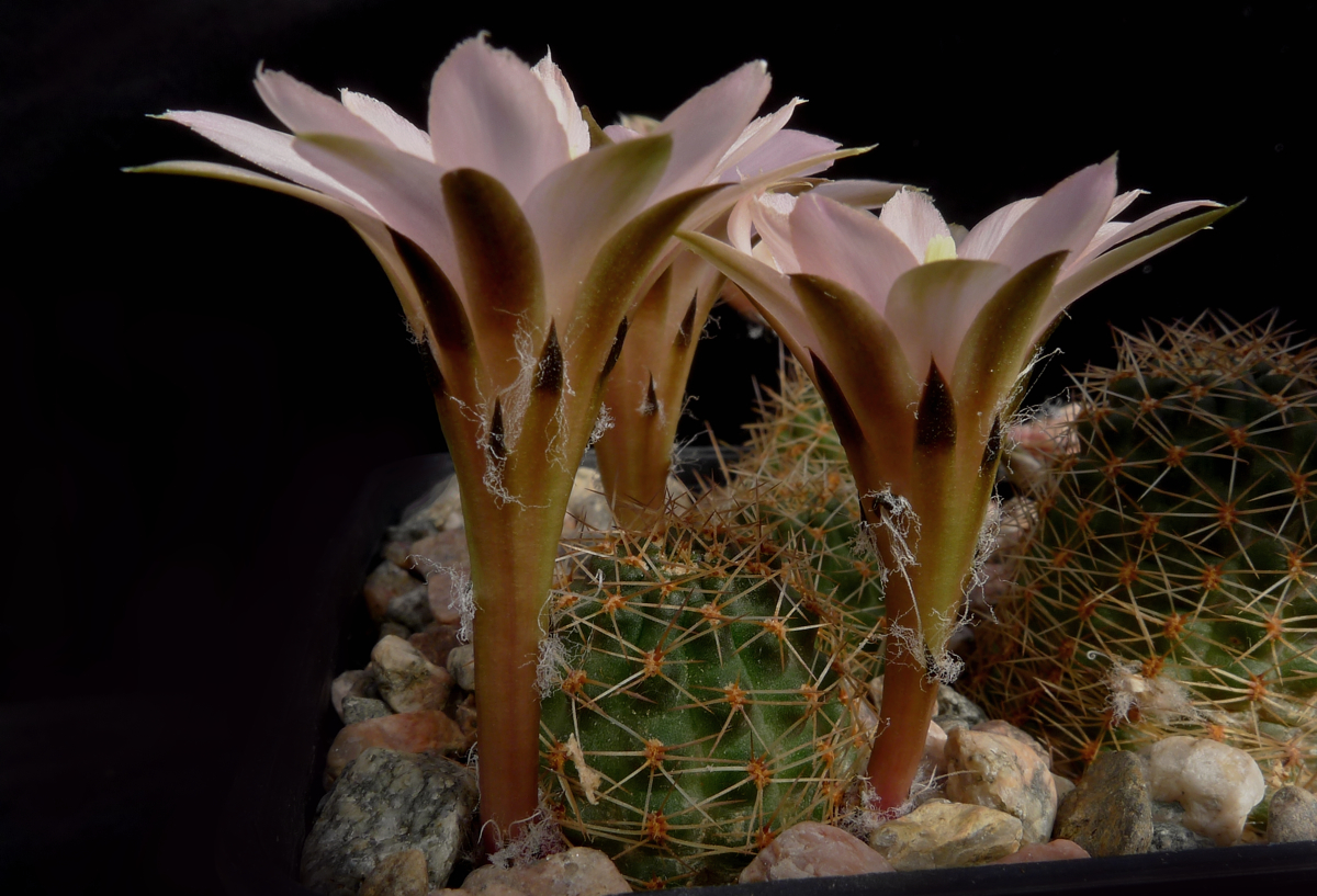 Rebutia pygmaea 'haagei' v. eos J 171 (Tafna, 3600m, Arg)