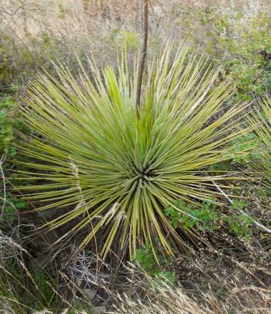 SuccSeed - Agave