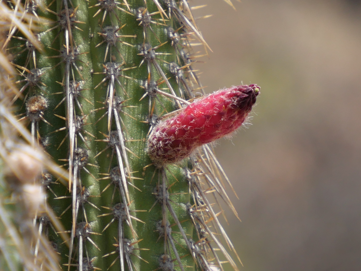 Cleistocactus vallegrandensis MN 827 (Rio Grande, 1230m)