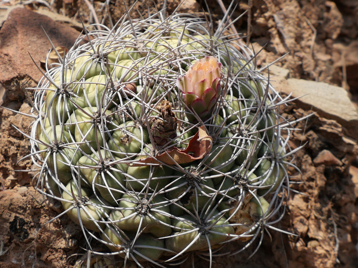 Gymnocalycium pflanzii v. riograndensis MN 826 (Rio Grande, 1175m)