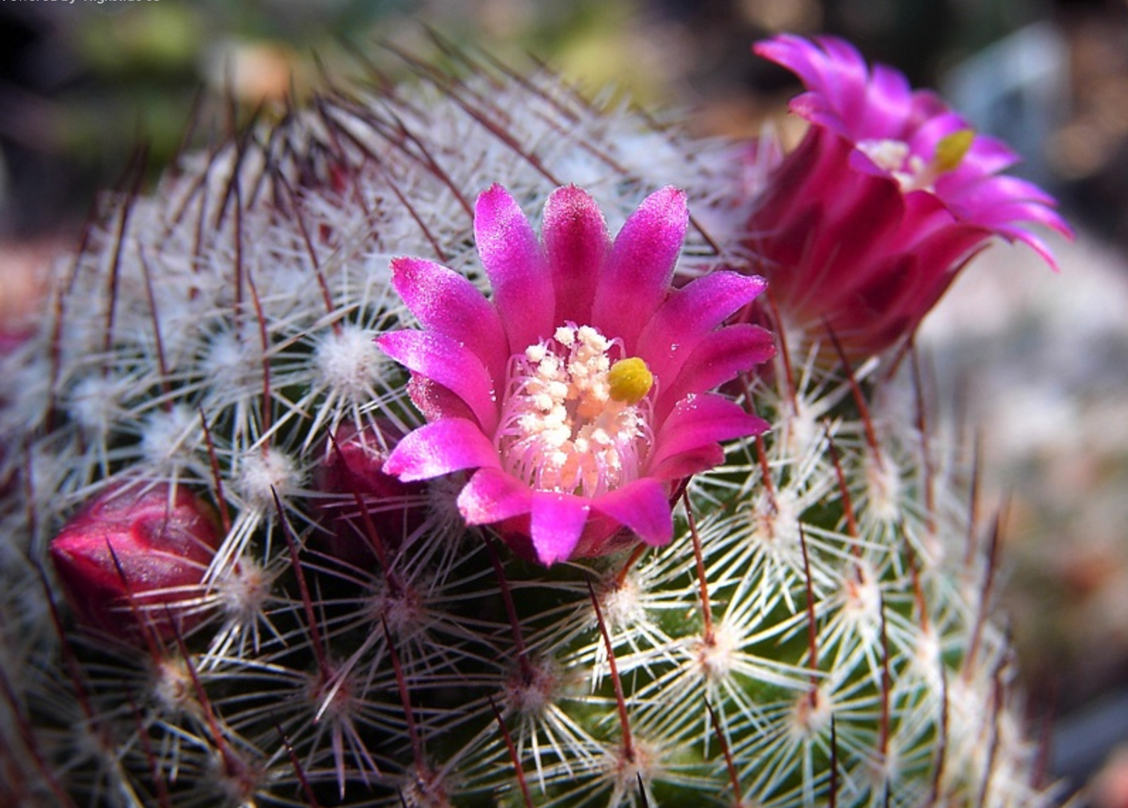 Mammillaria matudae