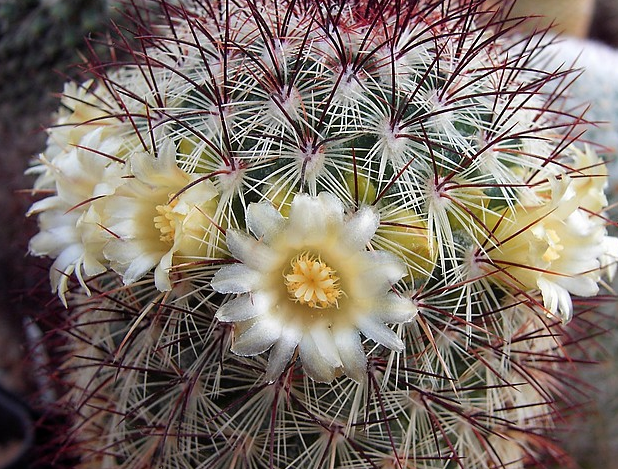 zz plant ZZ Plant