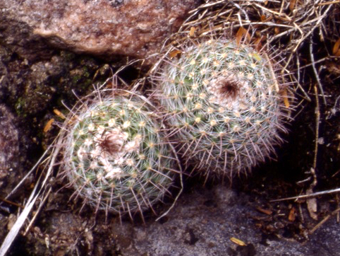 Parodia catamarcensis ME 54 (M Eichler) (Pomancillo)