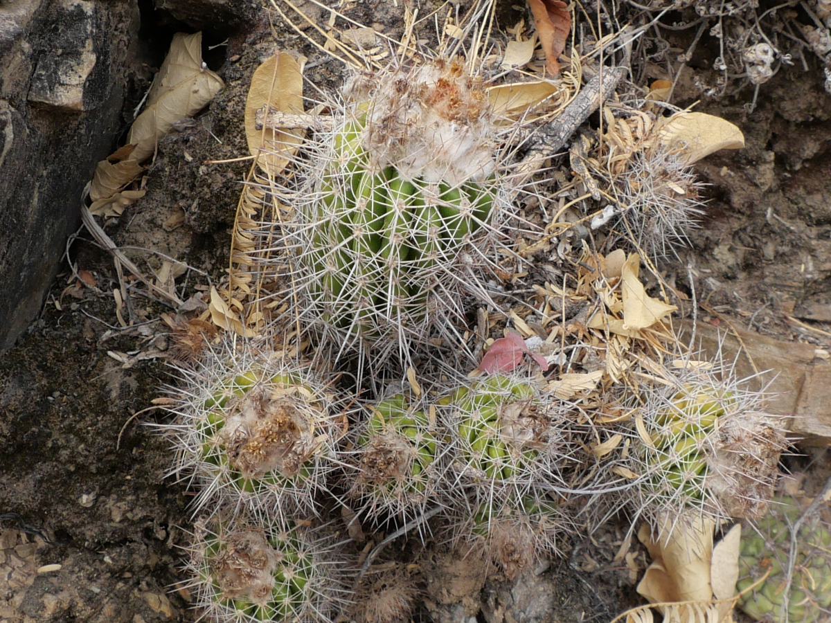Parodia spec. MN 816 aff procera (W Carapiri, 1230m, Rio Pilaya)