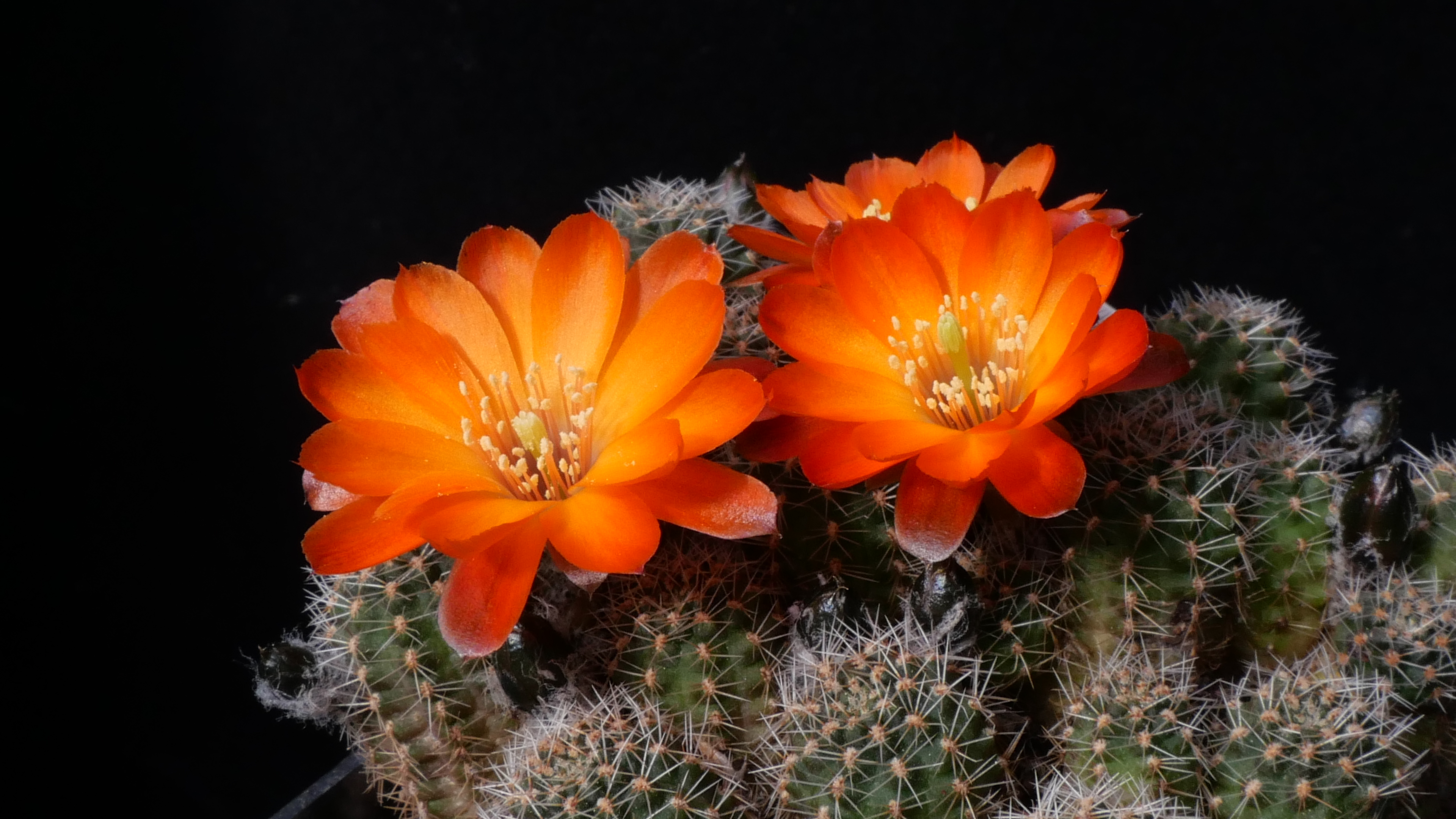 SuccSeed - Rebutia steinmannii v. rauschii WR 297 (Huari-Huari, Bol)