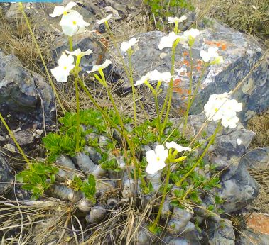 Pachypodium brevicaule ssp. leucoxanthum