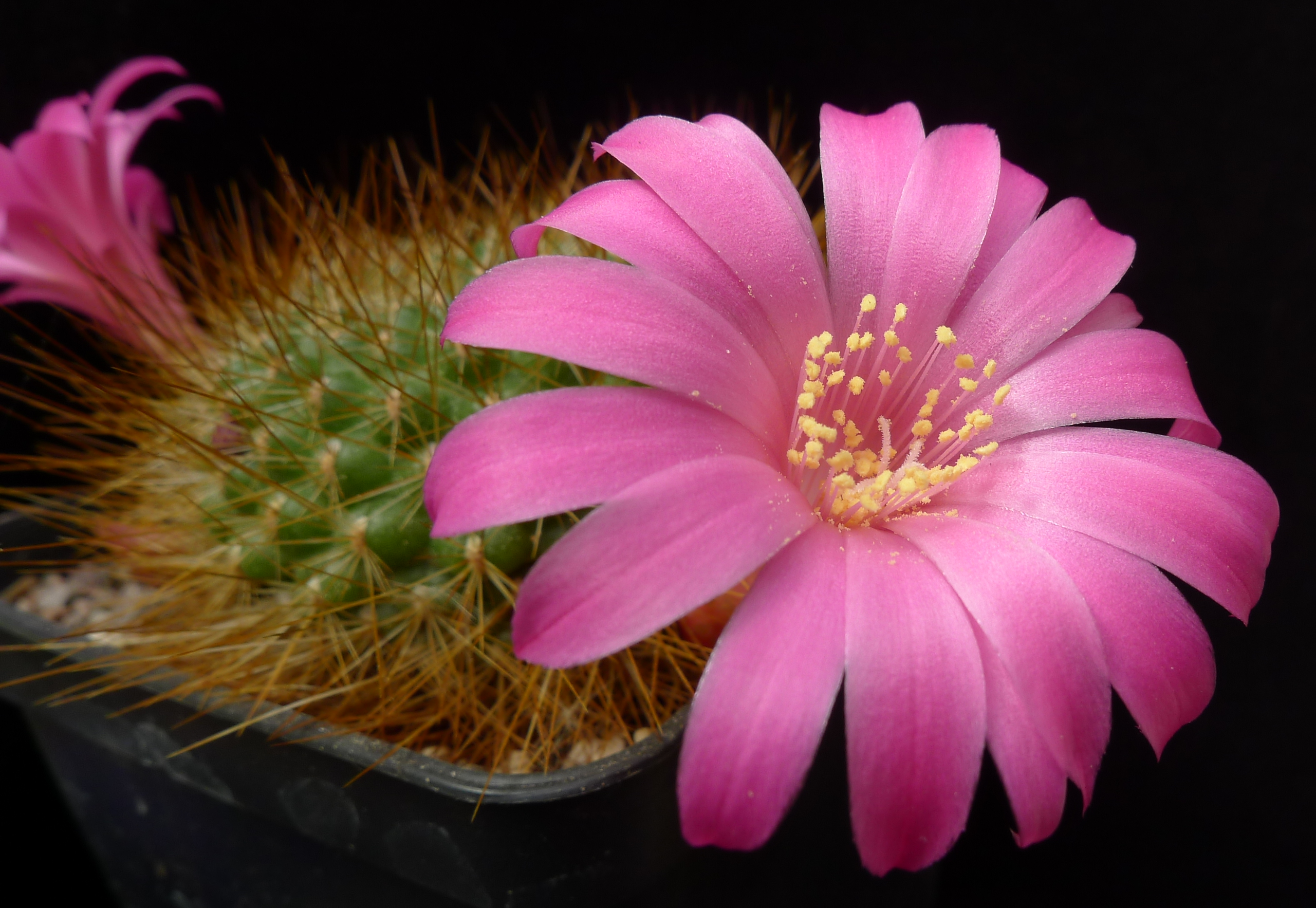 Rebutia violaciflora WR 681 (Yacones, Arg)