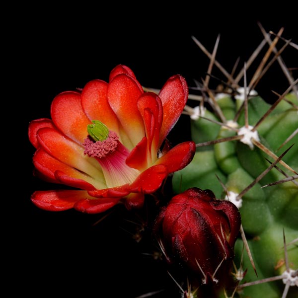 SuccSeed - Echinocereus coccineus ssp. paucispinus (Del Rio, TX)