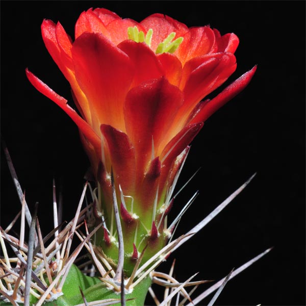 SuccSeed - Echinocereus coccineus ssp. roemeri BW 111 (Real Co, TX)