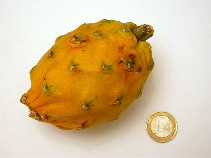 Selenicereus megalanthus