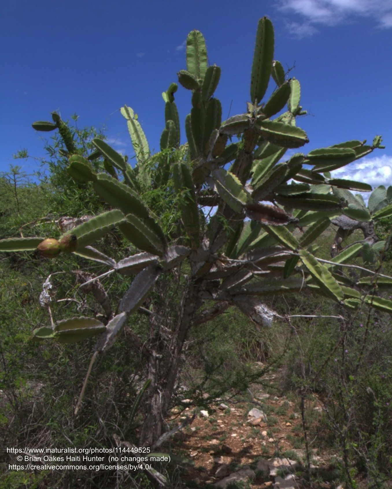 Selenicereus megalanthus - 3