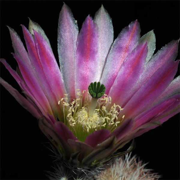 Echinocereus dasyacanthus ssp. crockettianus (Crocket Co, TX, USA)