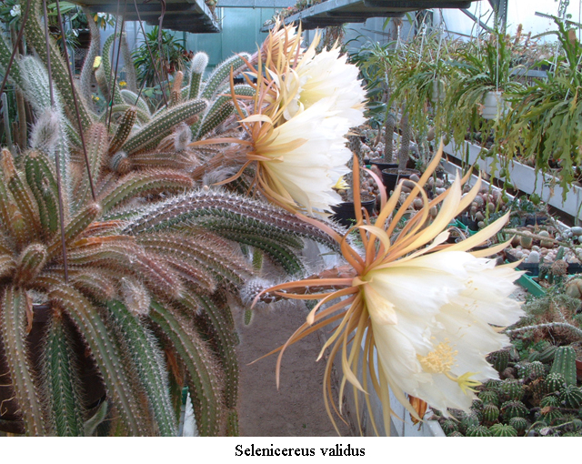 Selenicereus validus - 2
