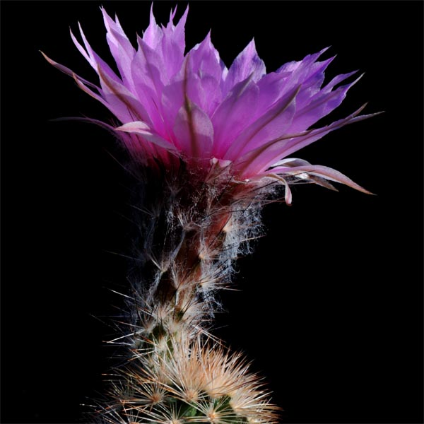 SuccSeed - Echinocereus fitchii (Webb Co, TX)