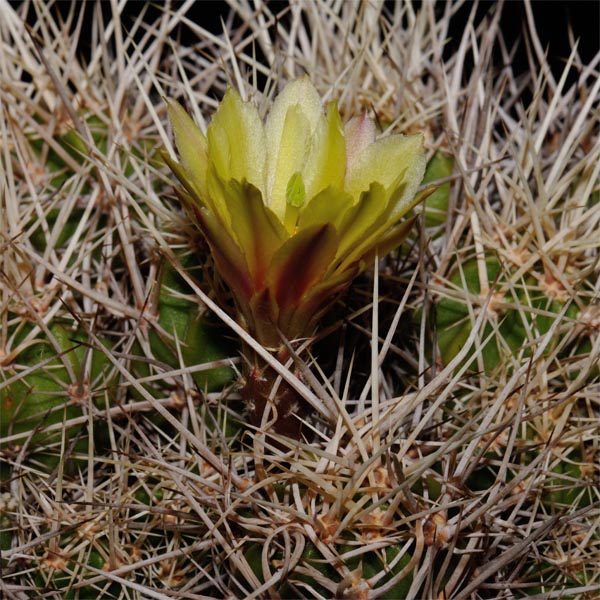 SuccSeed - Echinocereus maritimus (San Carlos Canyon, BCN)