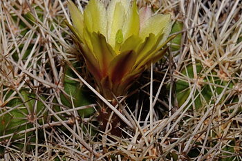 Echinocereus maritimus (San Carlos Canyon, BCN)