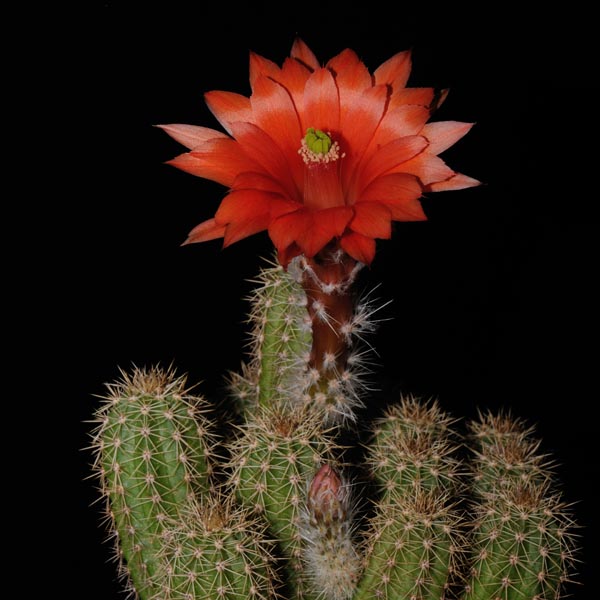 SuccSeed - Echinocereus ortegae (San Rafael, Son)