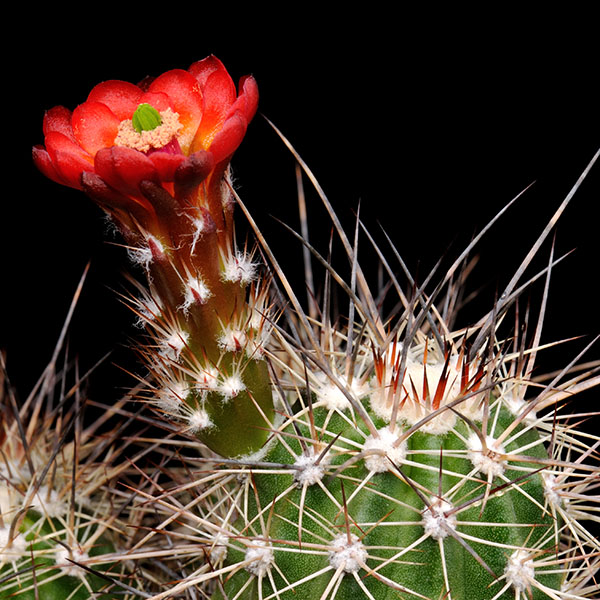 Echinocereus pacificus (Agua Caliente, BC)