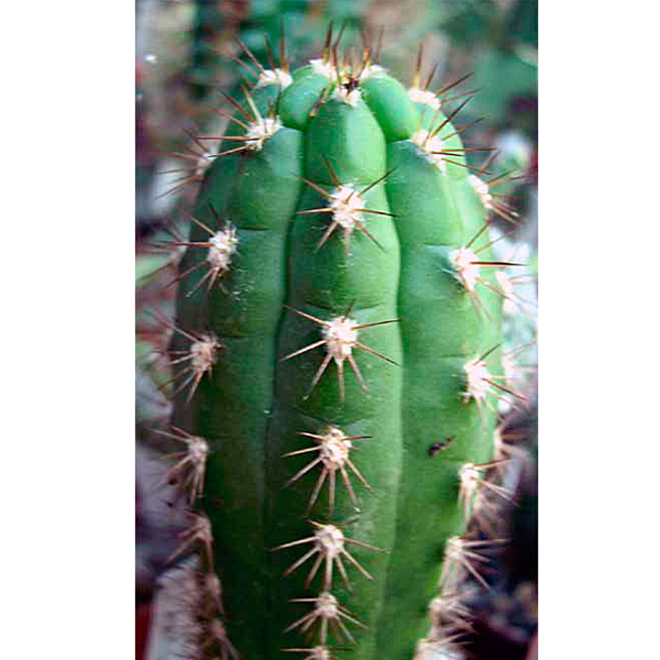 Seticereus roezlii